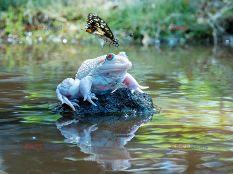 Motyl przysiadł na żabie