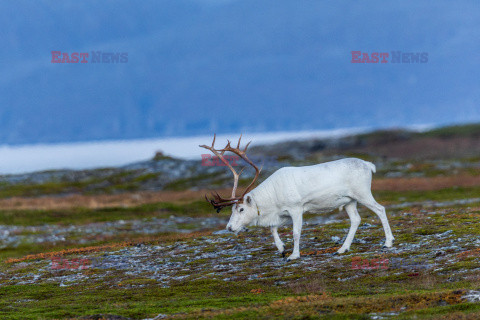 Norwegia turystycznie - Nur Photo