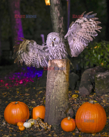 Puszczyk trenuje przed halloweenowym pokazem