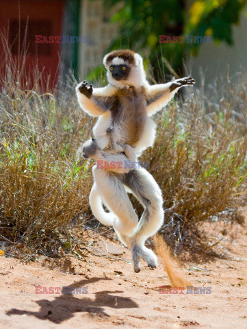 Mały sifaka wczepiony w skaczącą matkę