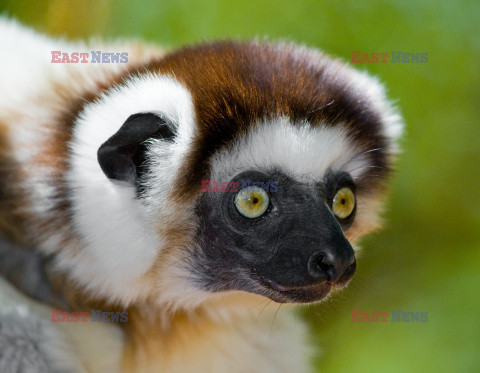 Mały sifaka wczepiony w skaczącą matkę