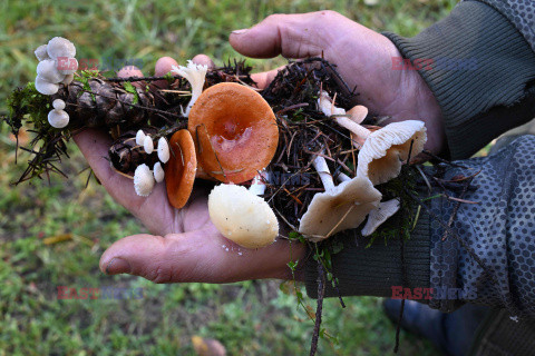 Badanie różnorodności biologicznej grzybów