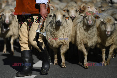 Redyki w Polsce - AFP