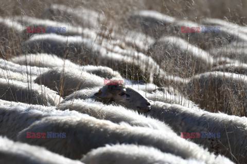 Redyki w Polsce - AFP