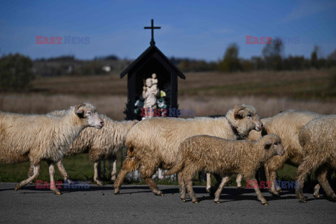 Redyki w Polsce - AFP