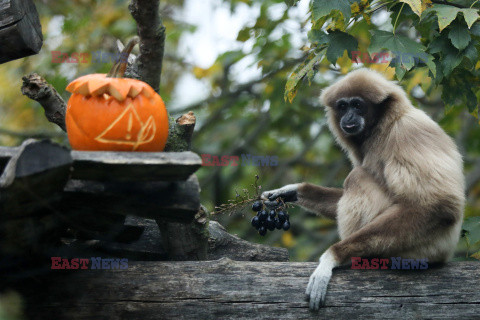 Halloween w ZOO w Zagrzebiu