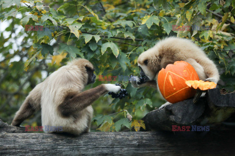 Halloween w ZOO w Zagrzebiu