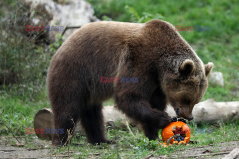 Halloween w ZOO w Zagrzebiu