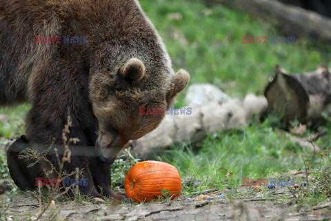 Halloween w ZOO w Zagrzebiu