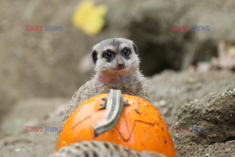 Halloween w ZOO w Zagrzebiu