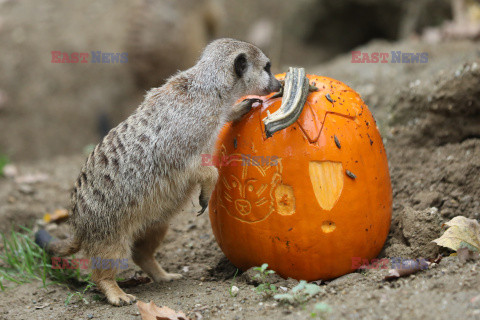 Halloween w ZOO w Zagrzebiu