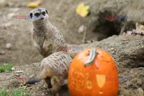 Halloween w ZOO w Zagrzebiu