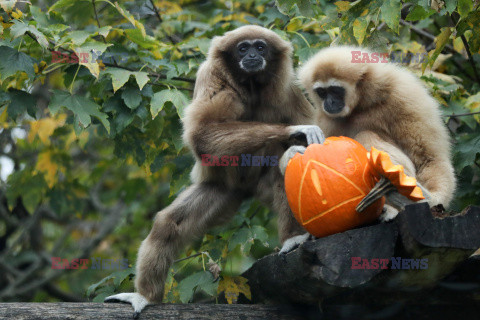 Halloween w ZOO w Zagrzebiu