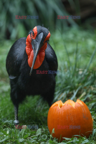 Halloween w ZOO w Zagrzebiu