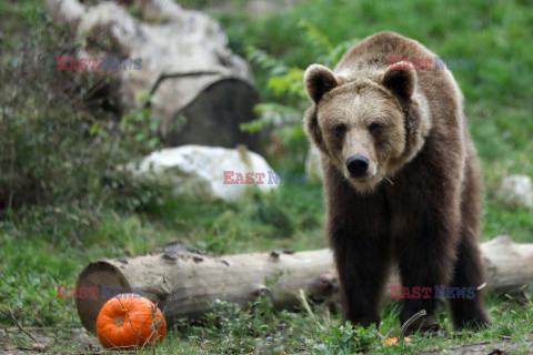 Halloween w ZOO w Zagrzebiu