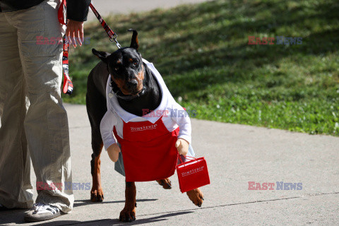 Halloweenowa parada psów