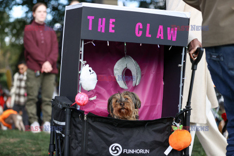 Halloweenowa parada psów