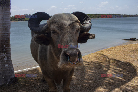 Życie na wyspie Marajo - Nur Photo