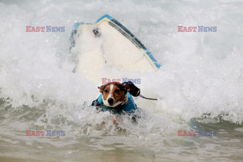 Benji - pies surfer