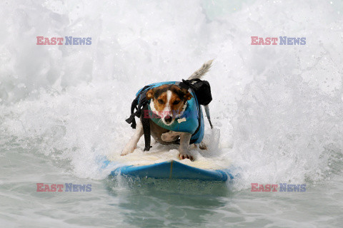 Benji - pies surfer