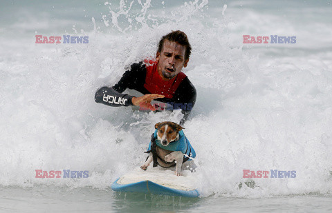 Benji - pies surfer