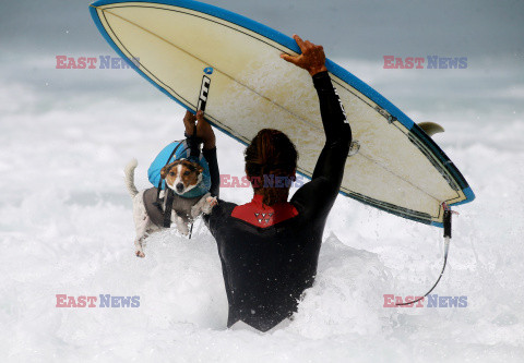 Benji - pies surfer