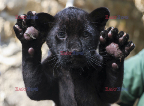 Młoda pantera urodzona w zoo w Neapolu