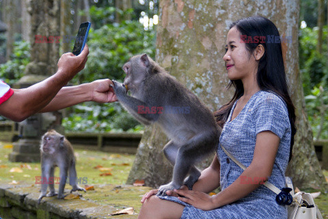 Rezerwat makaków na Bali