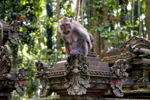 Rezerwat makaków na Bali