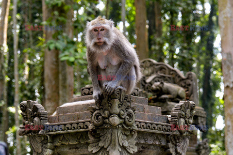 Rezerwat makaków na Bali