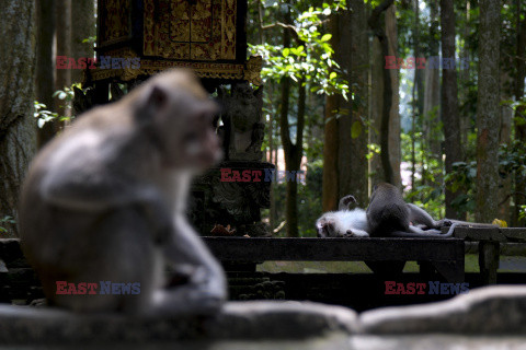 Rezerwat makaków na Bali