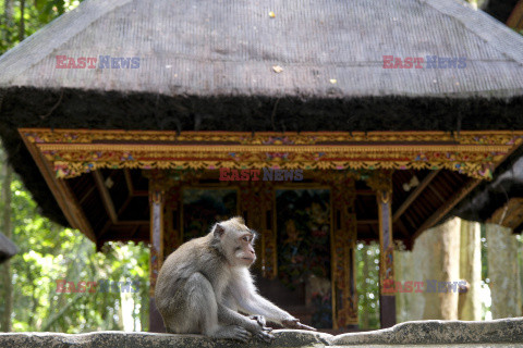 Rezerwat makaków na Bali