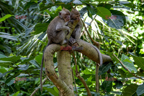 Rezerwat makaków na Bali