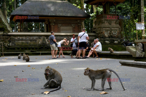 Rezerwat makaków na Bali