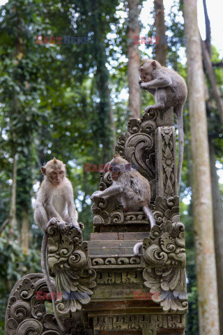 Rezerwat makaków na Bali