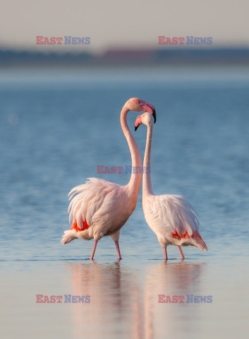 Flirtujące flamingi