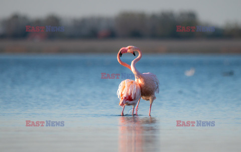 Flirtujące flamingi