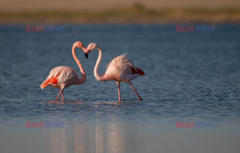 Flirtujące flamingi