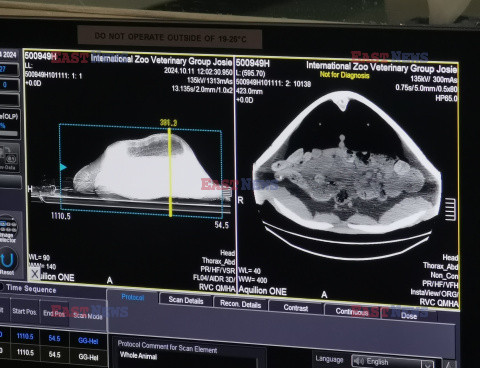 Żółw na tomografii komputerowej