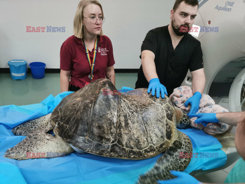 Żółw na tomografii komputerowej