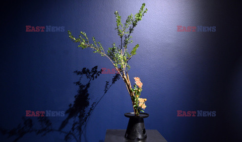 Bonsai i Ikebana - wystawa na 30-lecie Muzeum Manggha w Krakowie