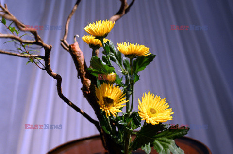 Bonsai i Ikebana - wystawa na 30-lecie Muzeum Manggha w Krakowie