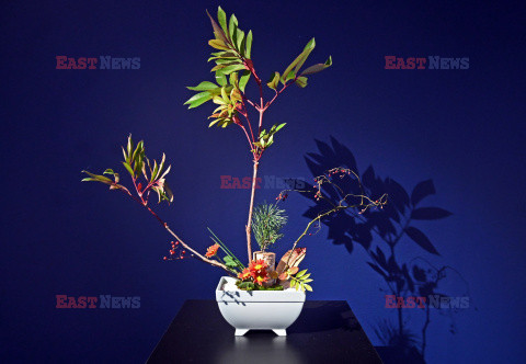 Bonsai i Ikebana - wystawa na 30-lecie Muzeum Manggha w Krakowie