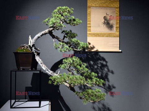 Bonsai i Ikebana - wystawa na 30-lecie Muzeum Manggha w Krakowie