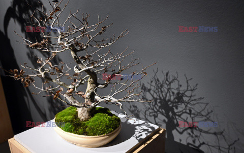 Bonsai i Ikebana - wystawa na 30-lecie Muzeum Manggha w Krakowie