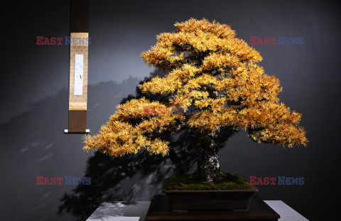 Bonsai i Ikebana - wystawa na 30-lecie Muzeum Manggha w Krakowie