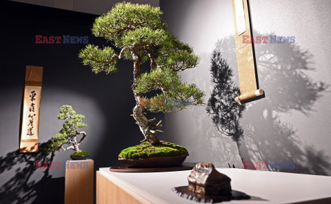 Bonsai i Ikebana - wystawa na 30-lecie Muzeum Manggha w Krakowie