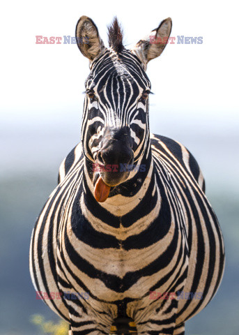 Zebra pokazuje język