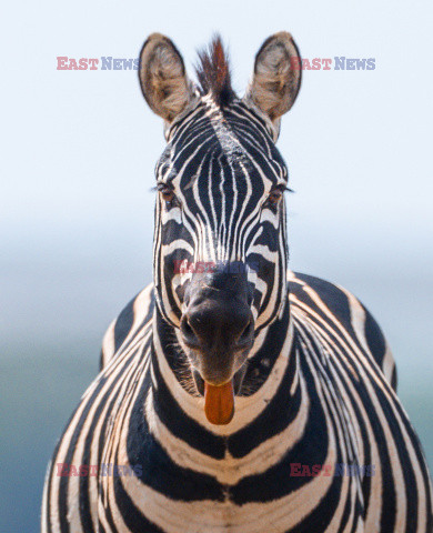 Zebra pokazuje język