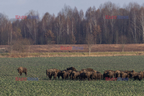 Żubry w okolicy Szudziałowa na Podlasiu